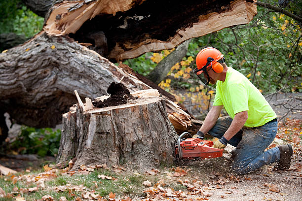 Best Tree Root Removal  in Ferndale, PA